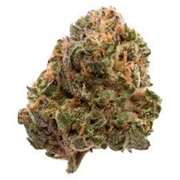 FIGR GARLIC TRUFFLE 7G